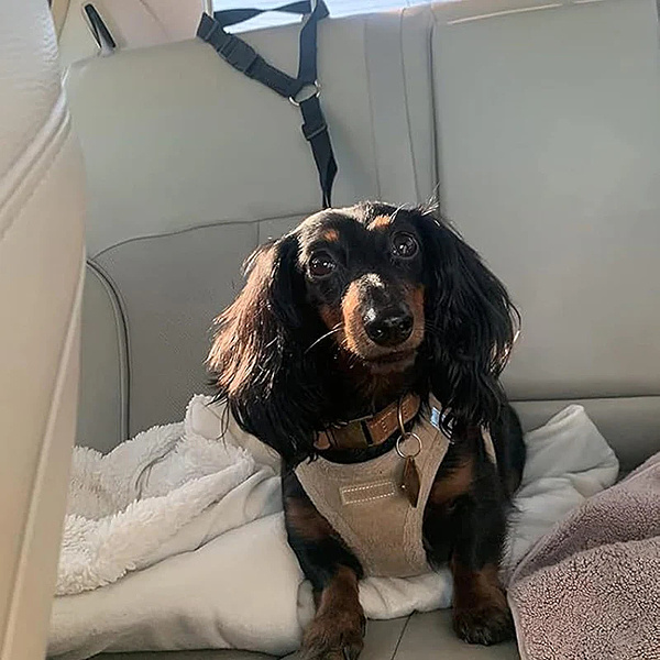 Verstellbare Reise-Sicherheitsleine für Hunde | PETBELT